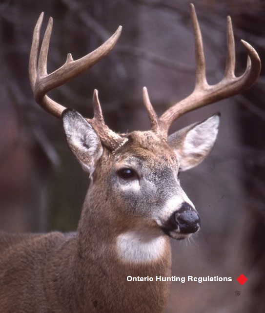 Ontario Hunting Regulations Summary